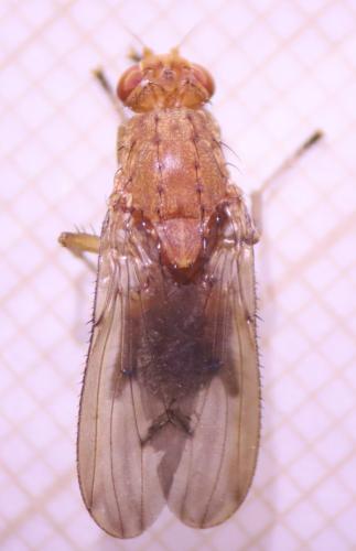 Suillia affinis